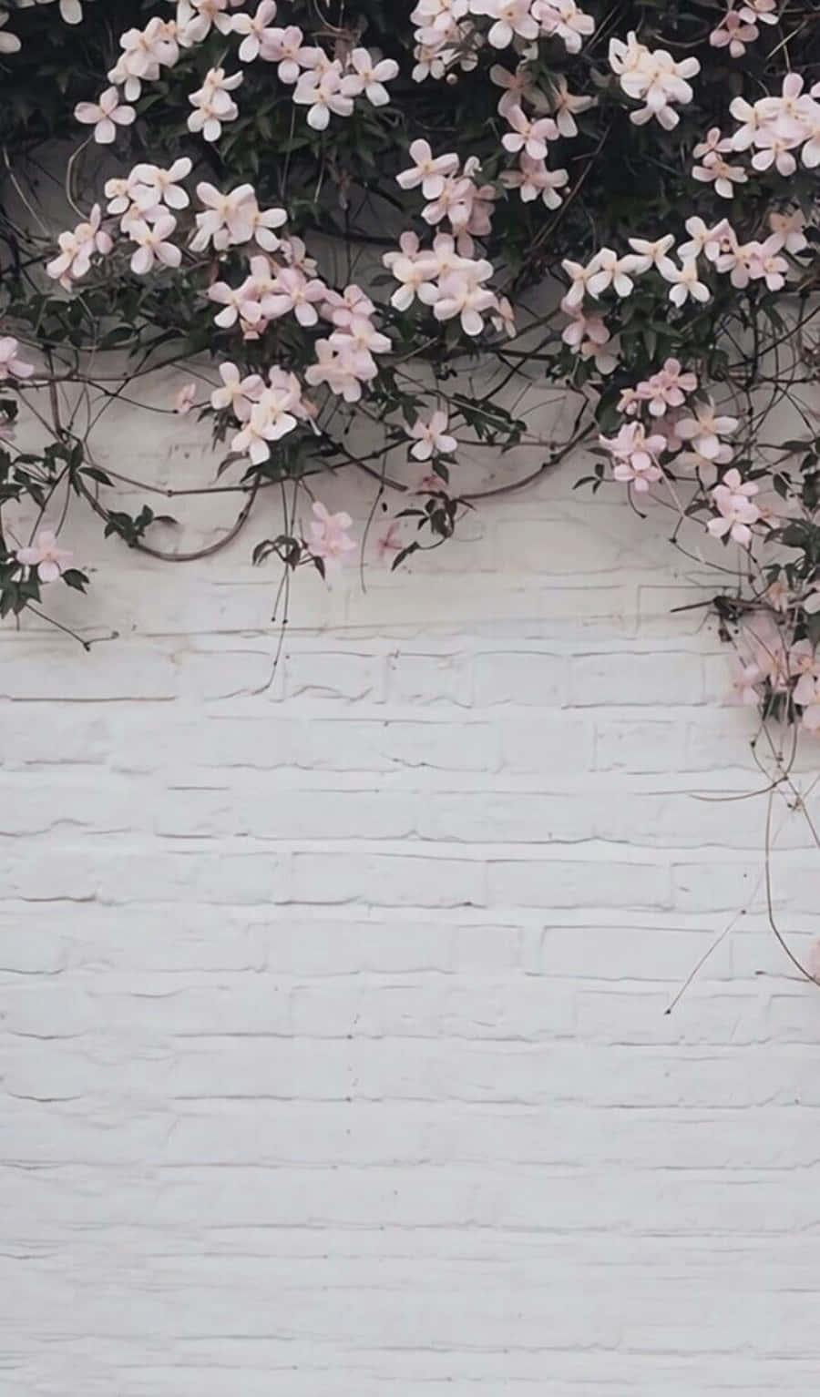 Brighten up your day with a beautiful pink and white aesthetic Wallpaper