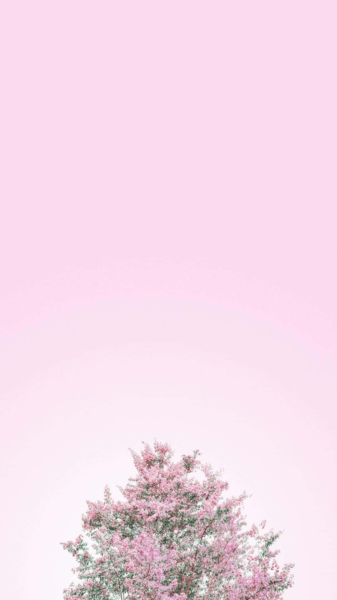 Et smukt tapet af pink og hvide farver. Wallpaper
