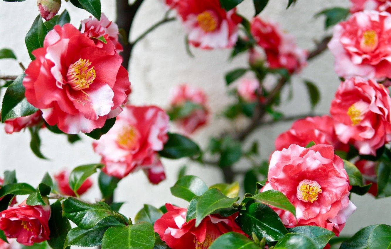 Pink Og Hvid Camellia Sasanqua Wallpaper