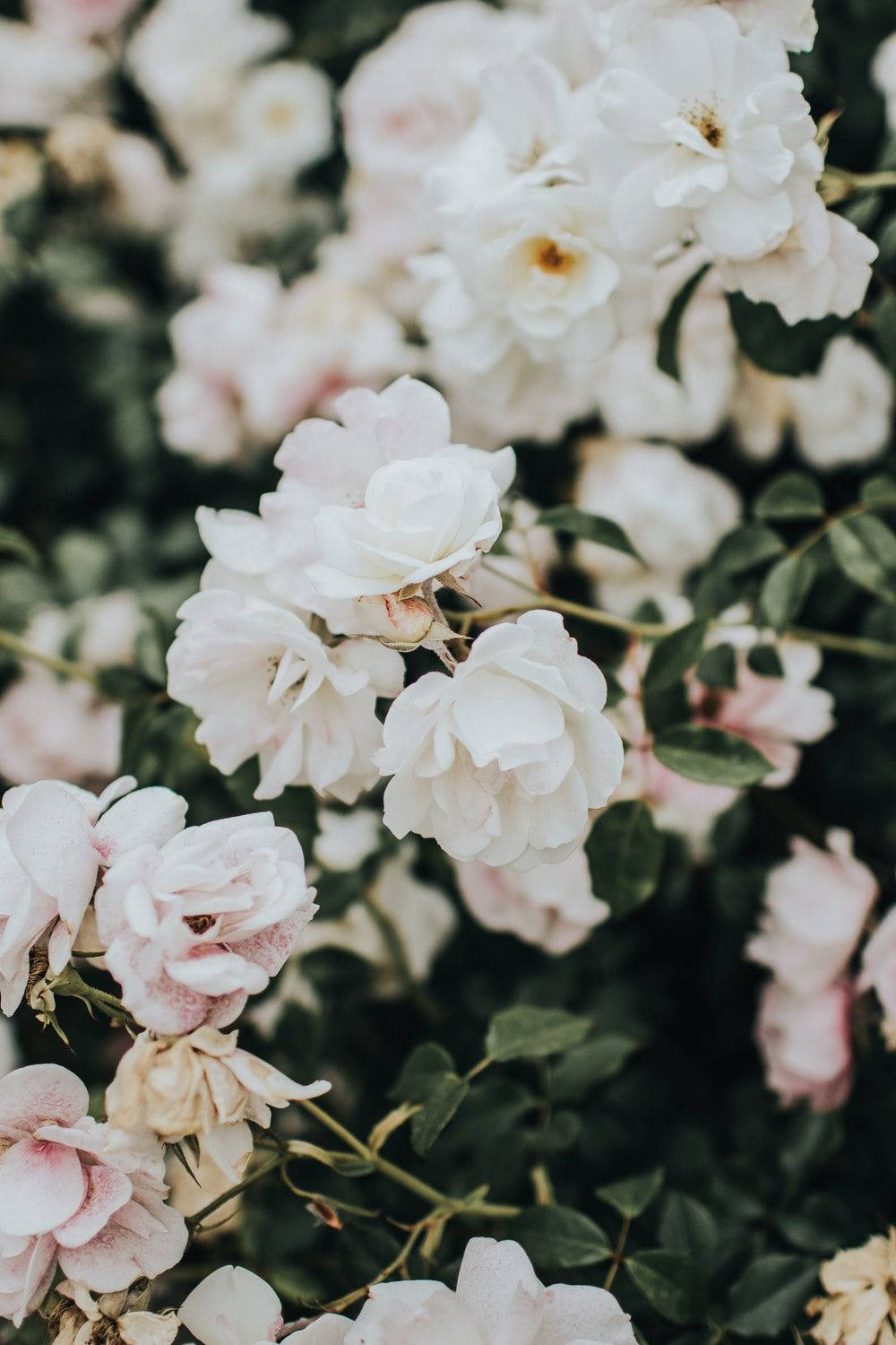 Beautiful Pink and White Flower Aesthetic Wallpaper