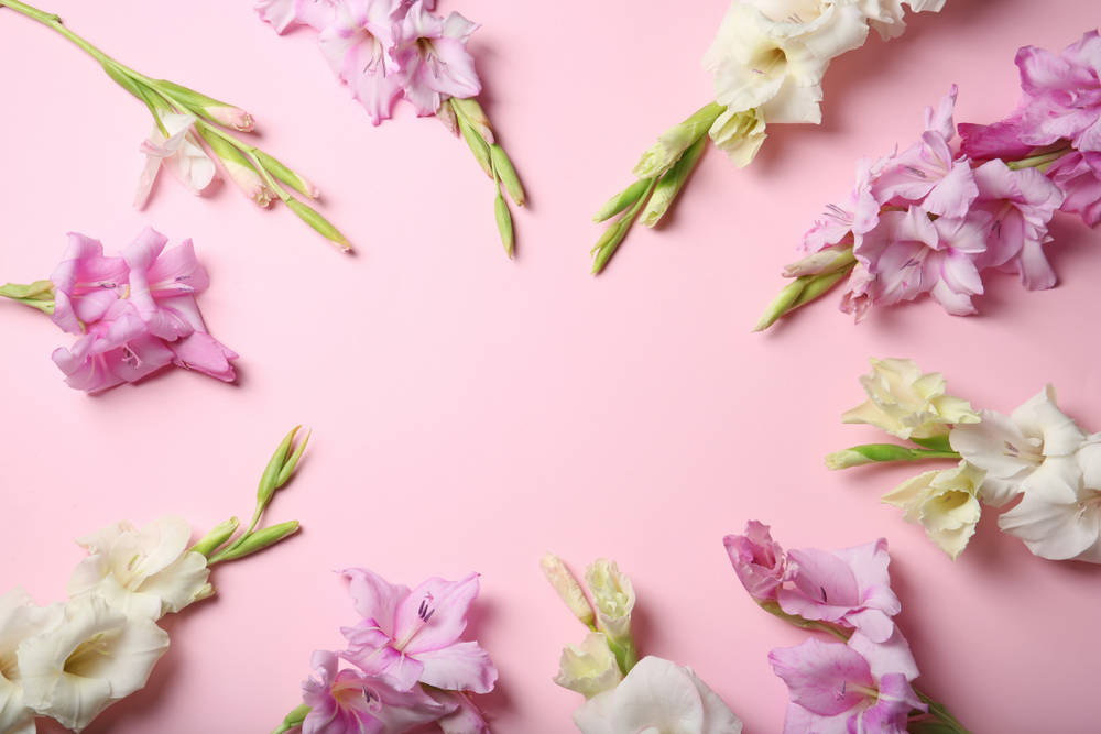 Rosaund Weiße Gladiolenblumen Wallpaper