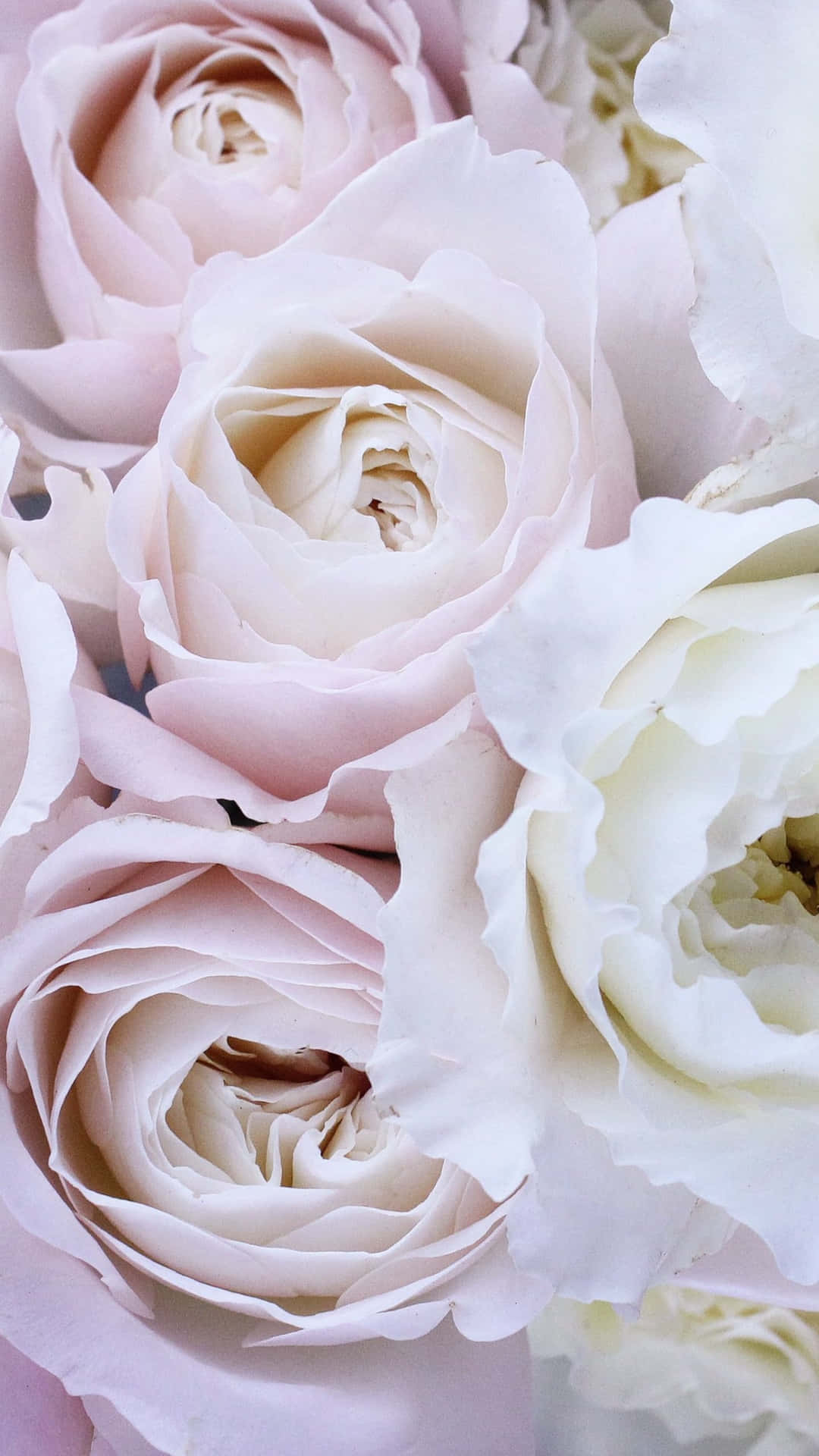 A Close Up Of A Bunch Of White And Pink Roses Wallpaper