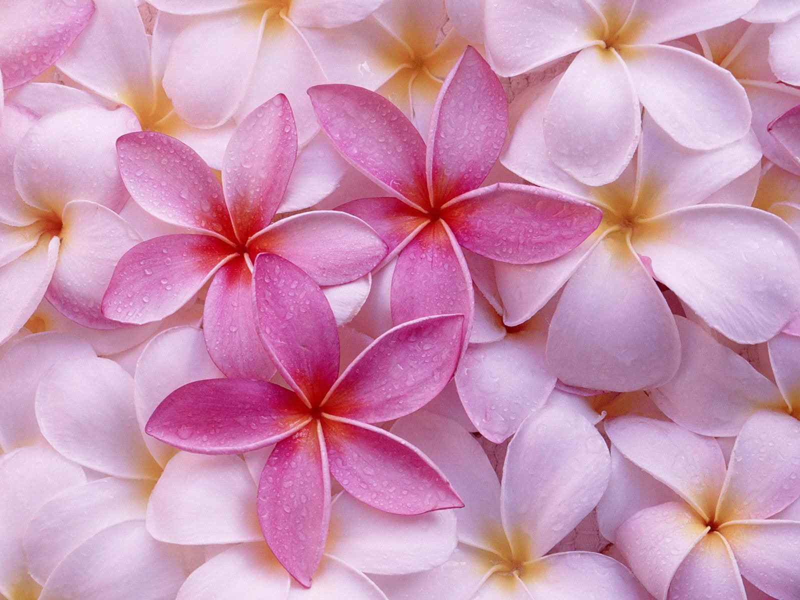 Pink_and_ White_ Plumeria_ Blossoms_ Closeup.jpg Wallpaper