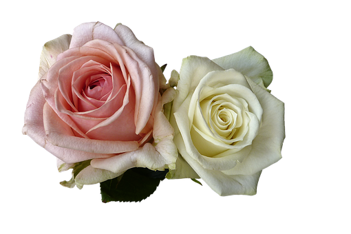 Pink_and_ White_ Roses_ Black_ Background.jpg PNG