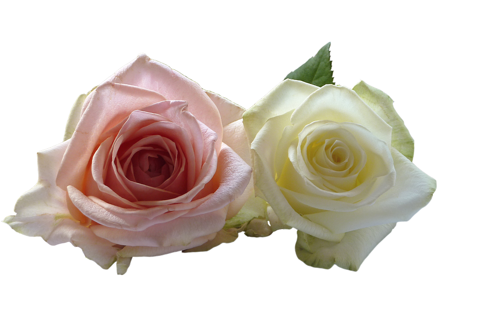 Pink_and_ White_ Roses_ Transparent_ Background.png PNG