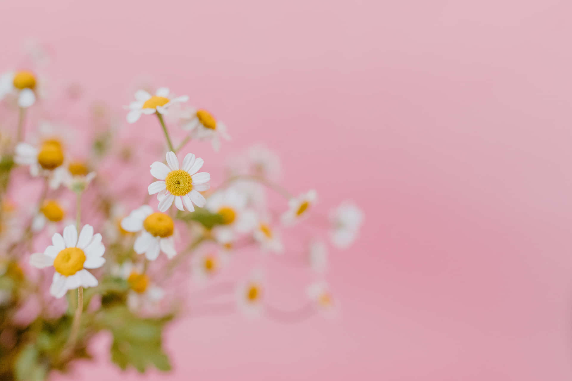 A Vase Of Daisies On A Pink Background