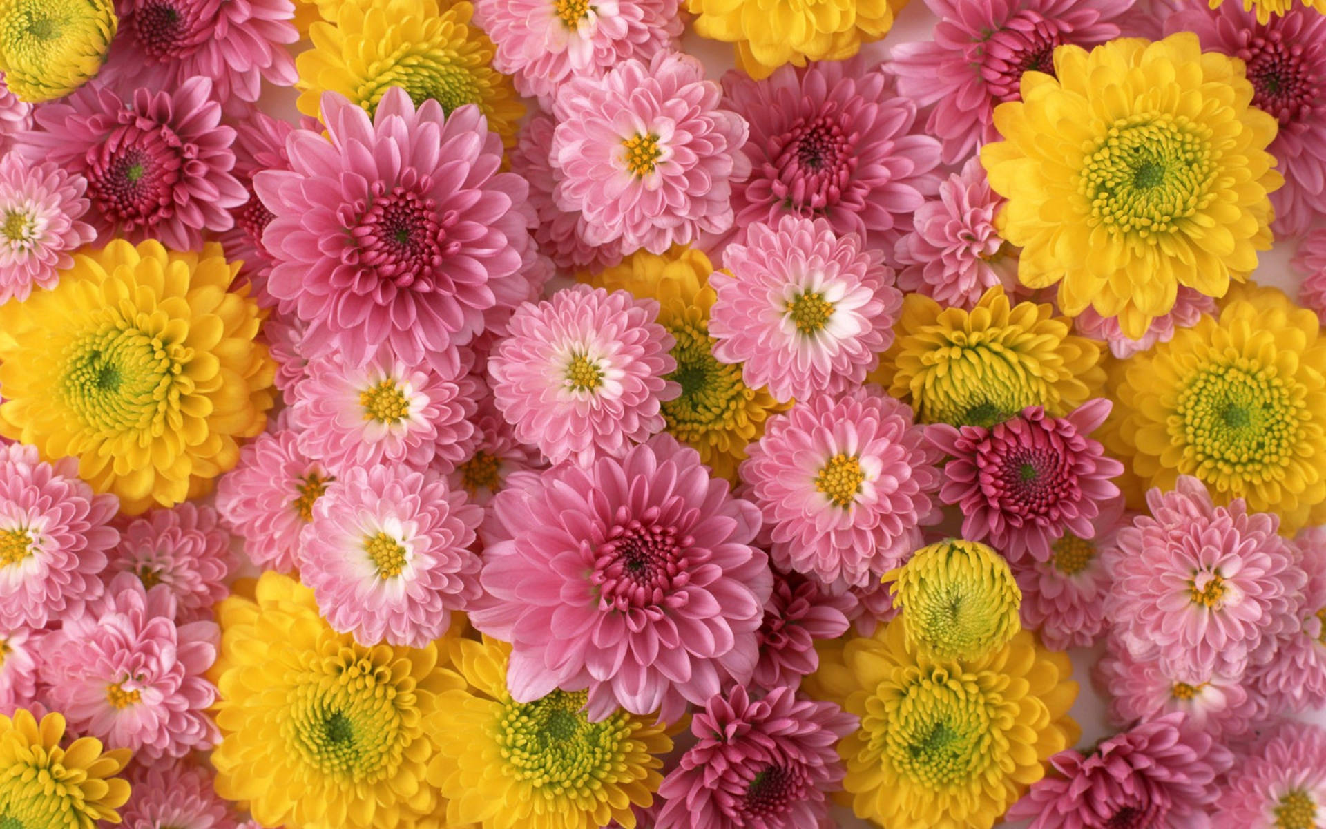 Pink og gul chrysanthemums blomstrer på struktureret turkis. Wallpaper