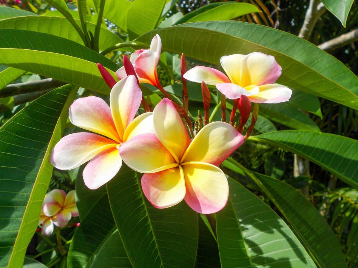 Pink And Yellow Plumeria Flowers Picture