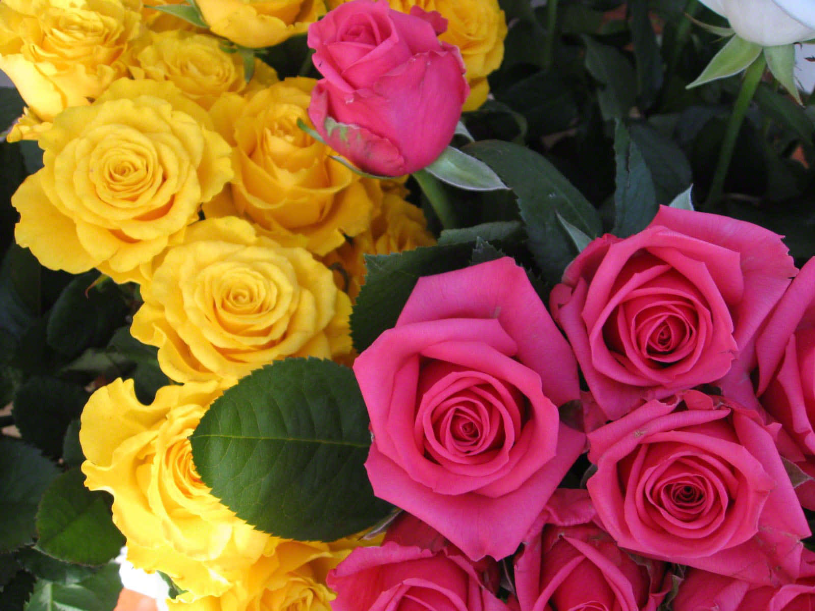 Pink And Yellow Rose Bouquet Wallpaper