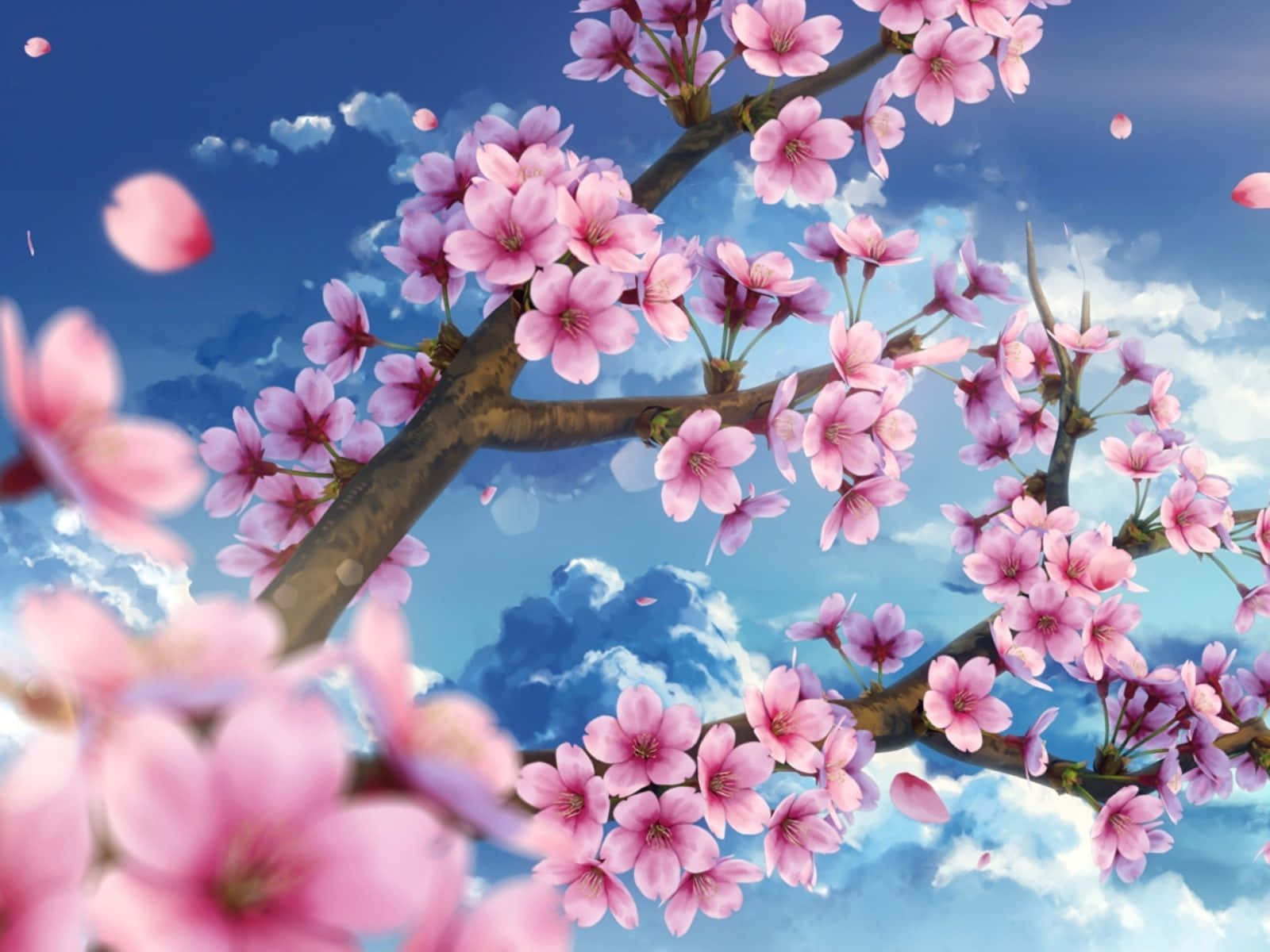 a branch with pink flowers in the sky
