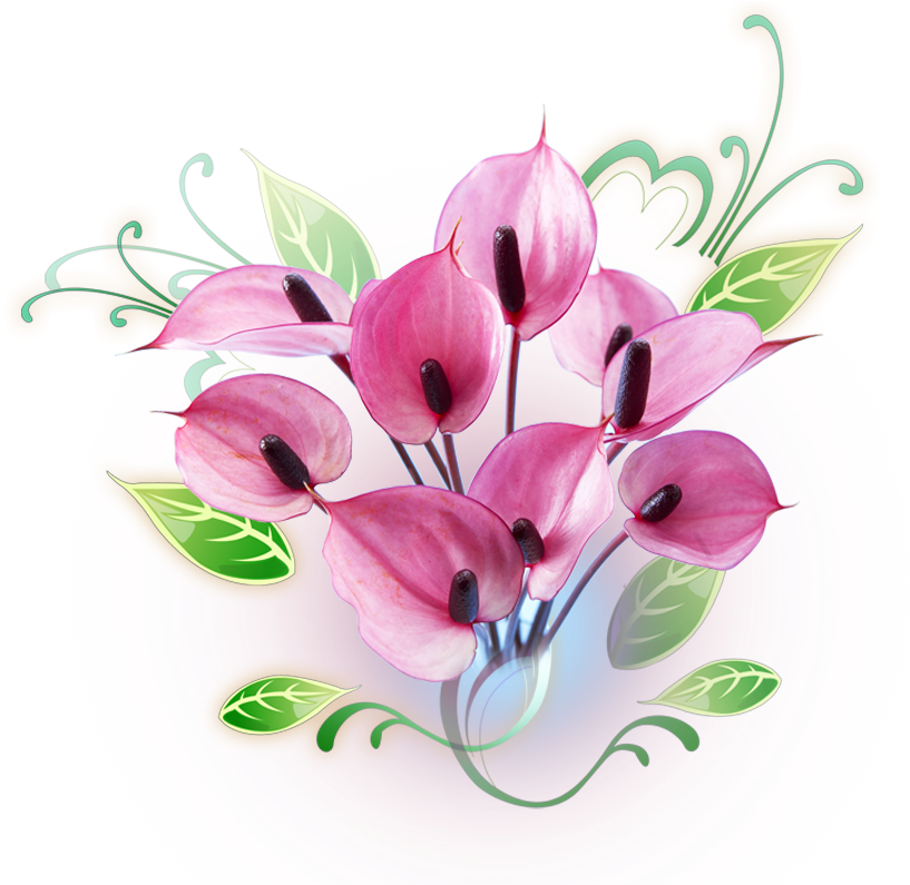 Pink Anthurium Floral Clipart PNG