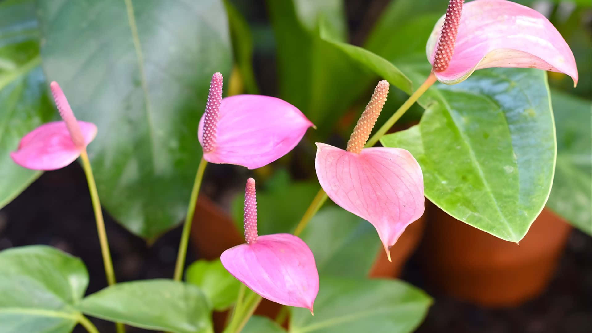 Pink Anthurium Blomster Grønne Blade Wallpaper