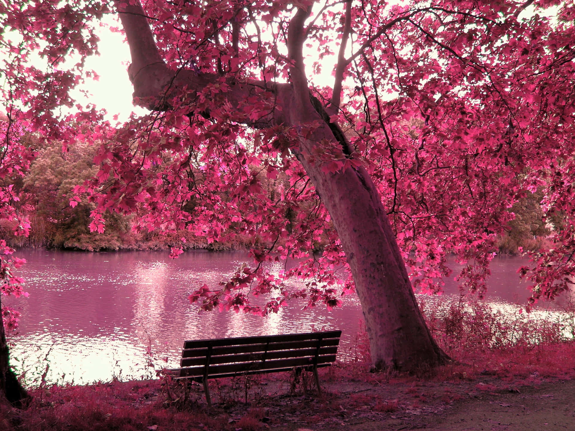 Pink Autumn Lakeside Serenity.jpg Wallpaper
