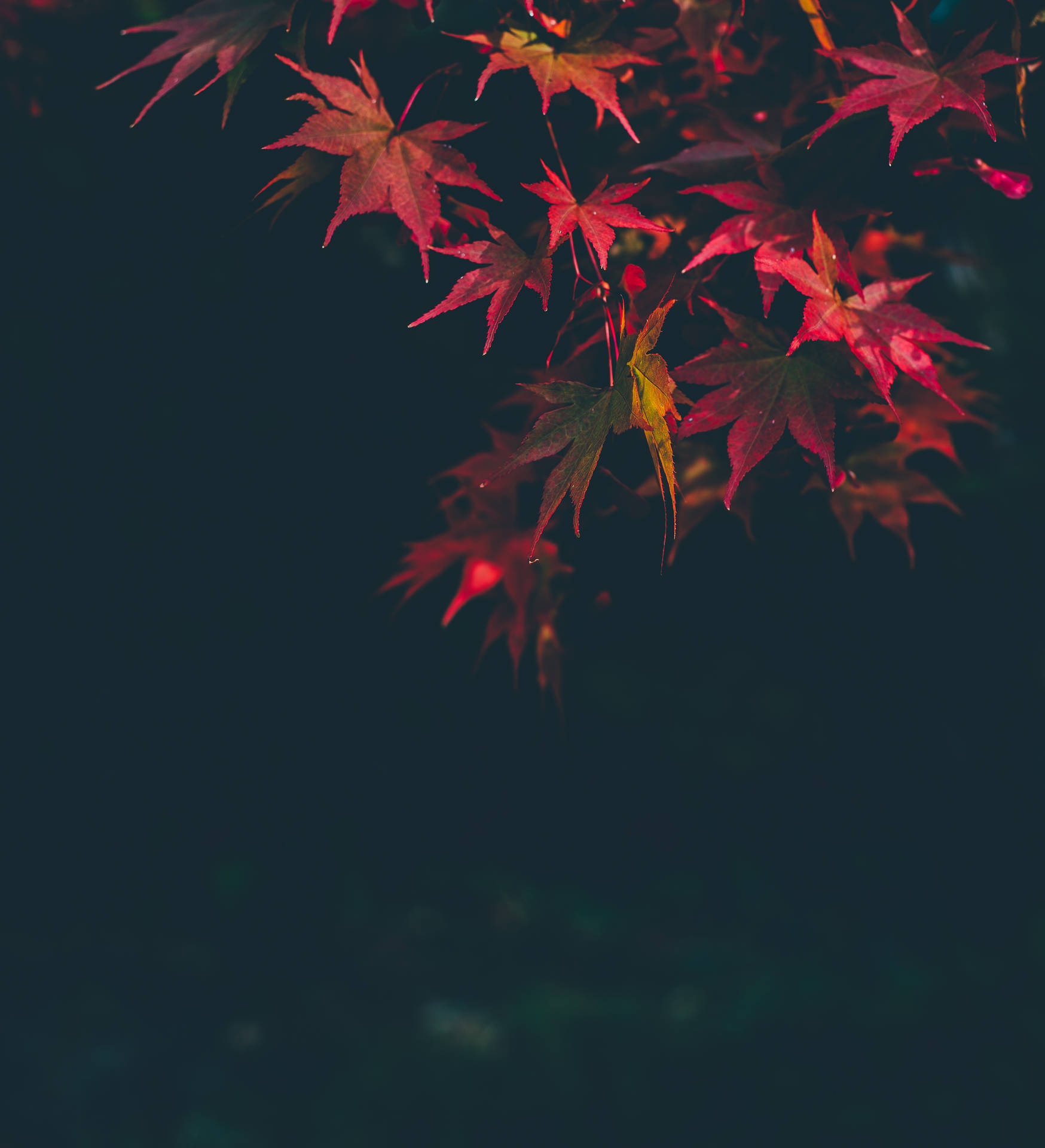 Pink Autumn Maple Leaves Wallpaper