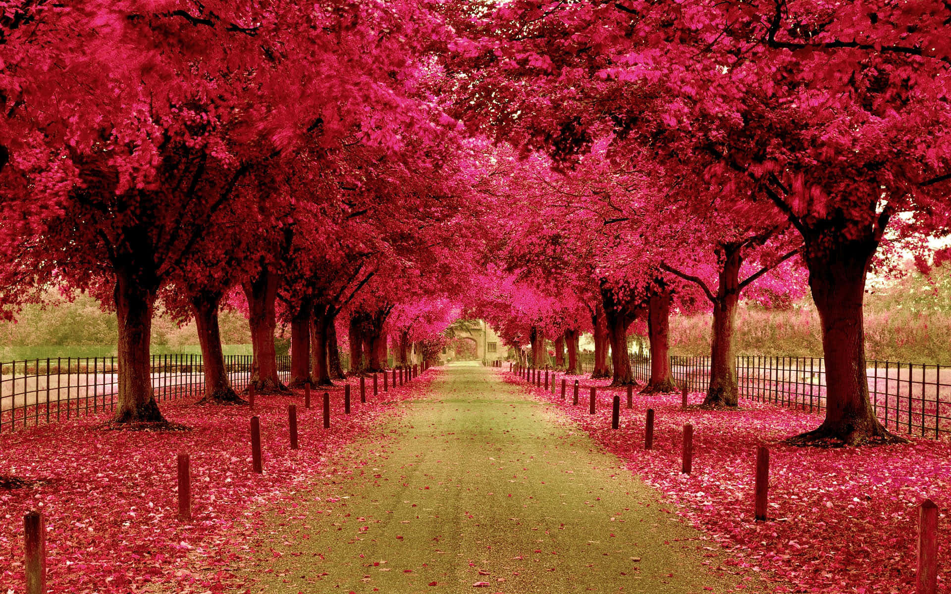 Pink Autumn Park Path.jpg Wallpaper