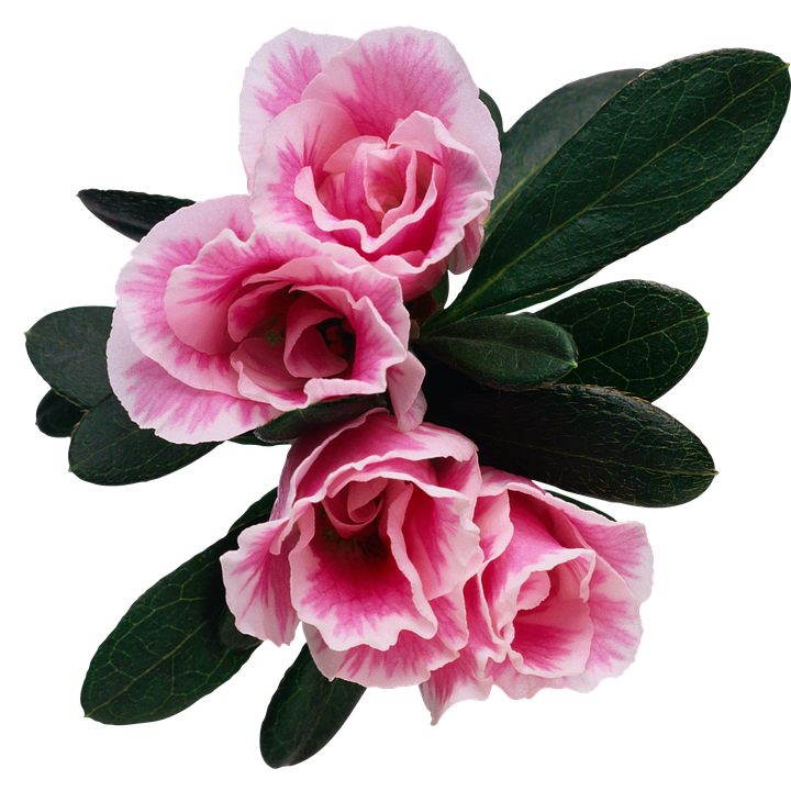 Pink Azalea Blooms Transparent Background PNG