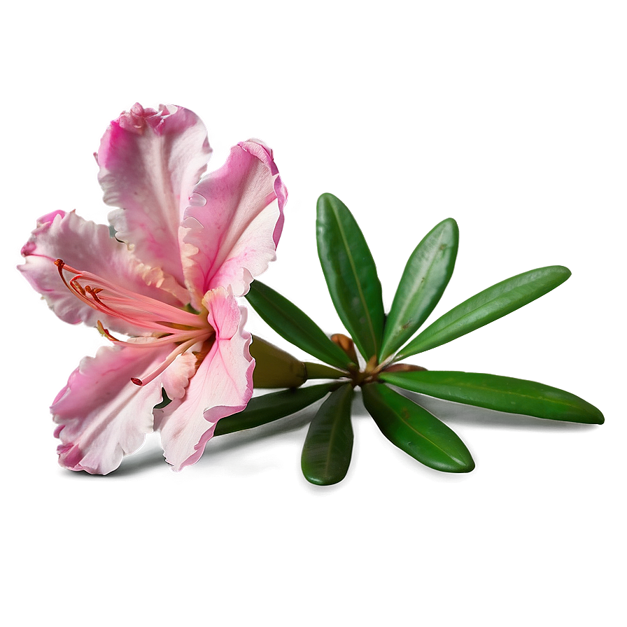 Pink Azalea Charm Png Nfv53 PNG