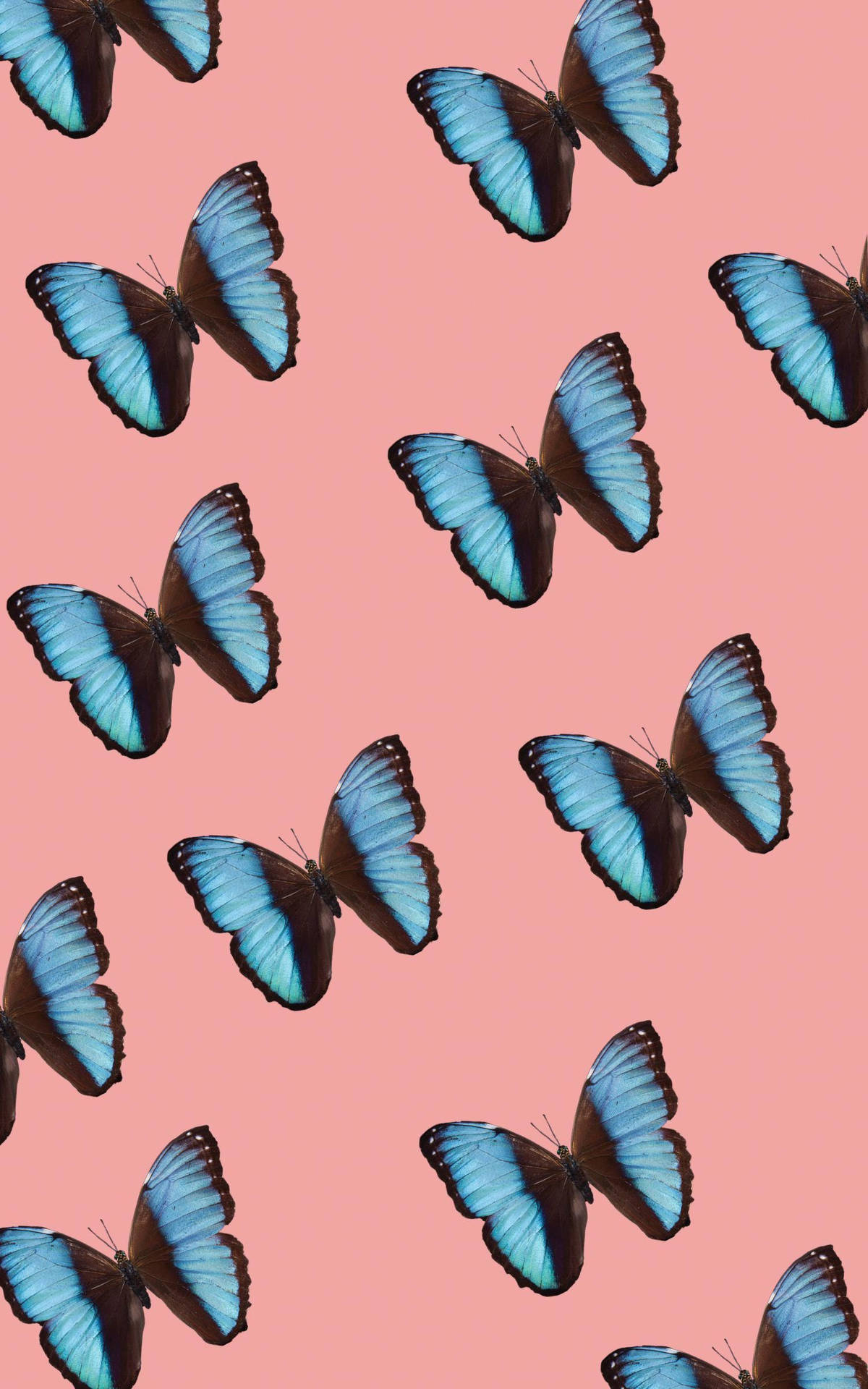 Lyserød baggrund til sommerfugleskærmen på Iphone Wallpaper