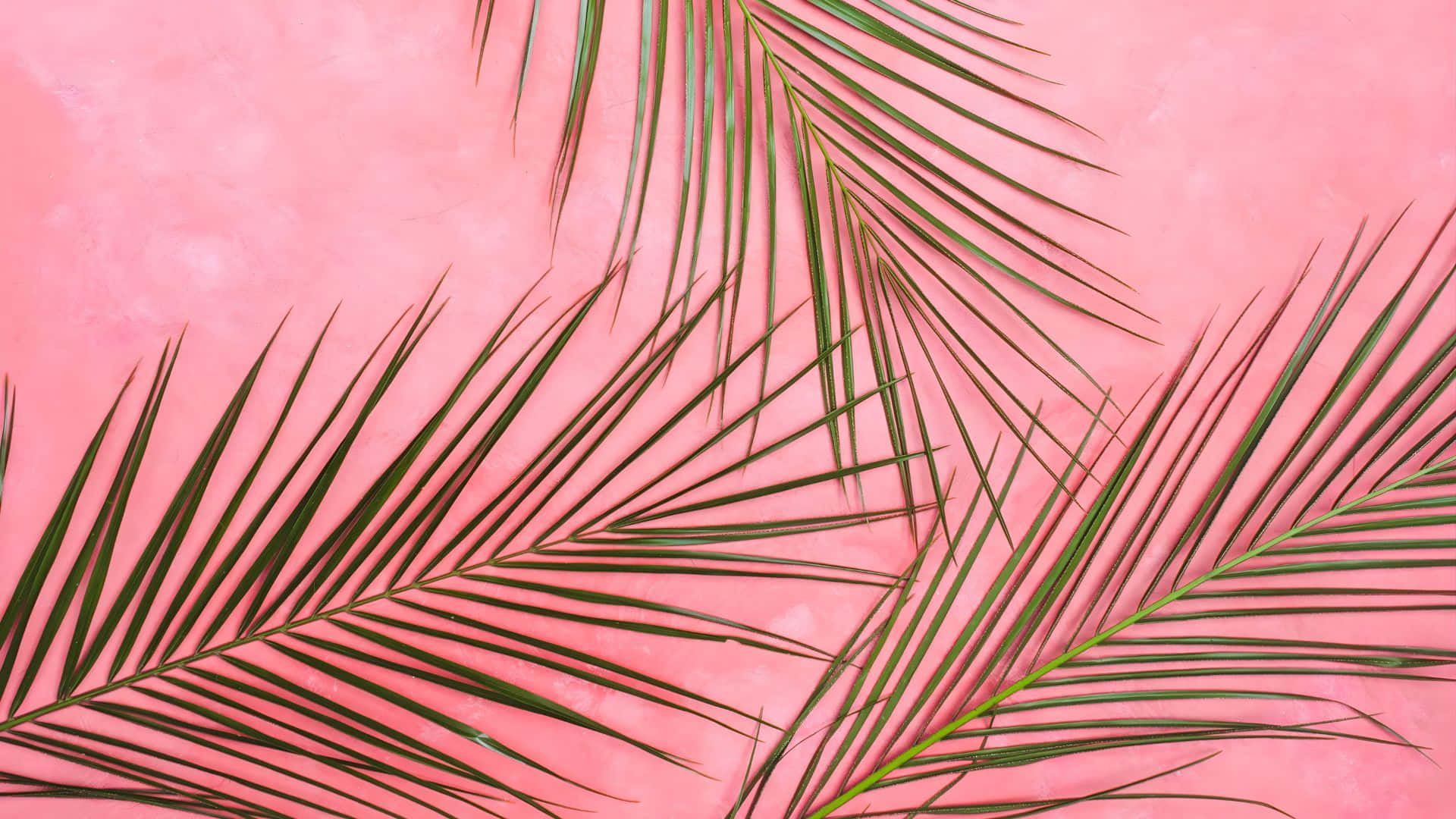 Latar Belakang Merah Muda Dengan Daun Palm Hijau Wallpaper