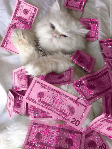 En hvid kat ligger på en seng med pink penge Wallpaper