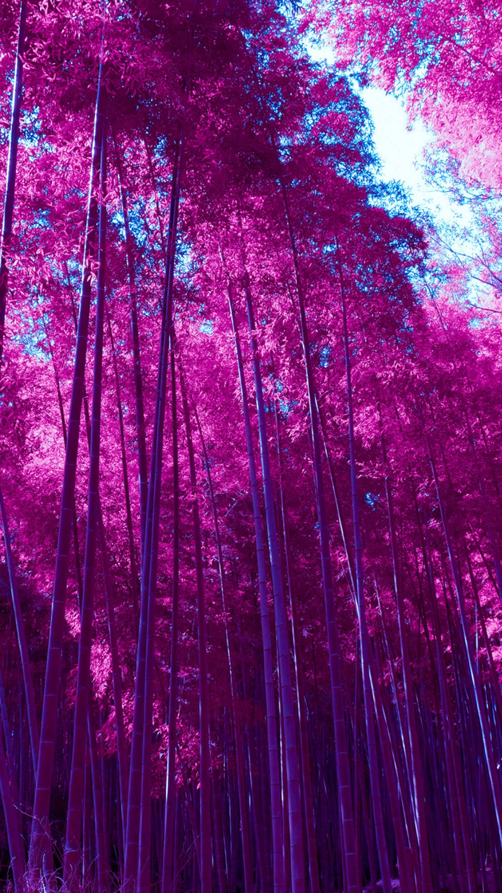 Pink Bamboo Grove IPhone Wallpaper