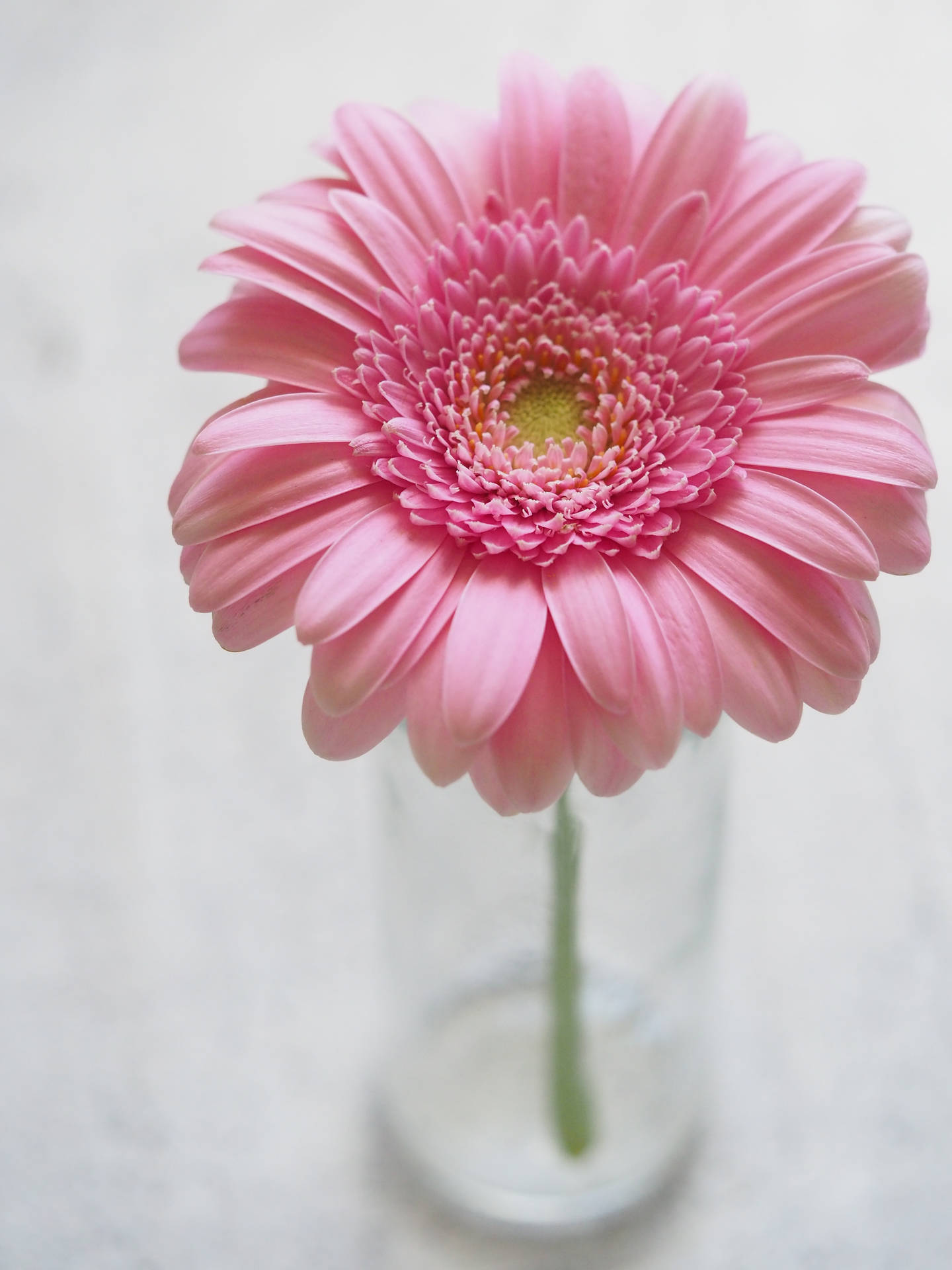 Ros Pink Daisy Barberton Blomst Android Tapet Wallpaper
