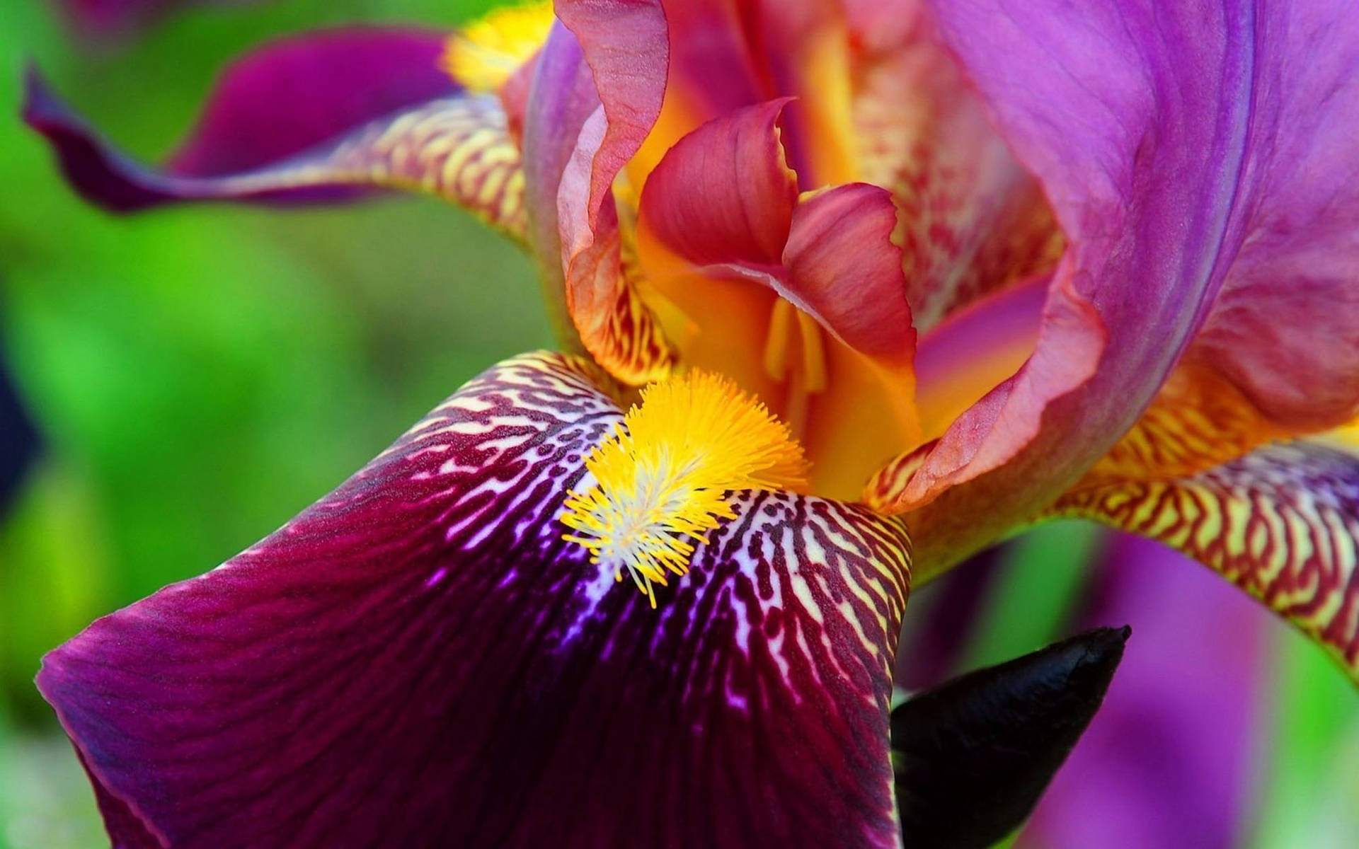 Pink Bearded Iris Flower