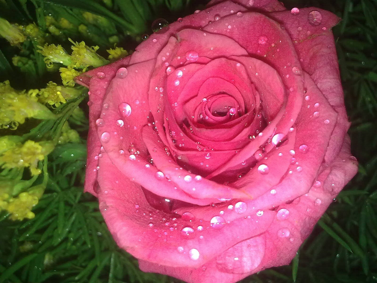 Pink Beautiful Rose In Bloom Wallpaper