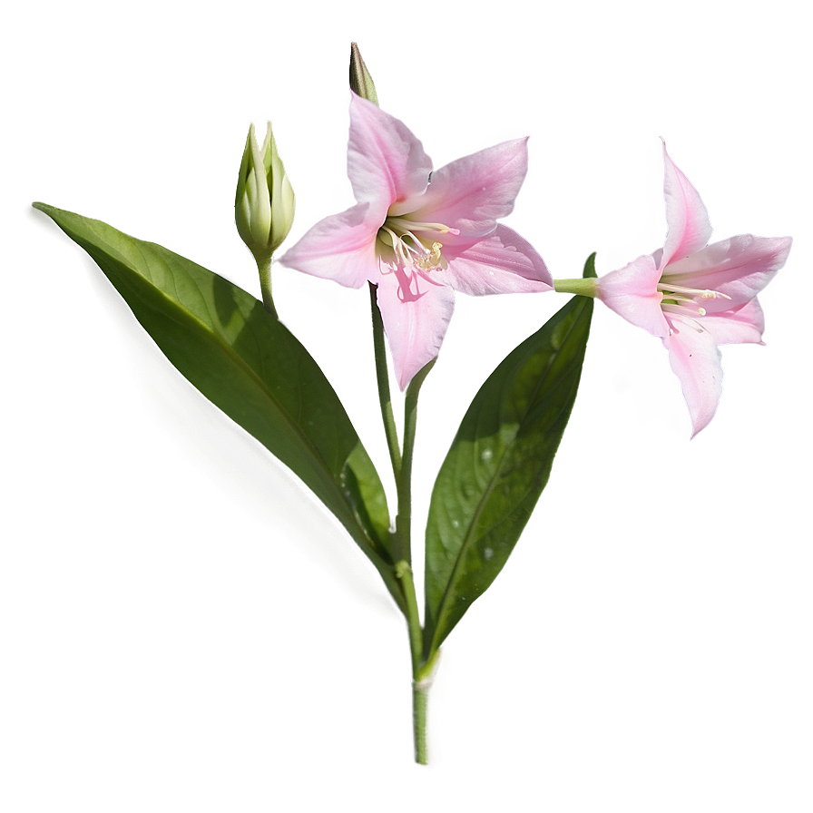 Pink Bellflower Grace Png Ihc PNG