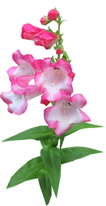 Pink Bicolor Snapdragon Flower PNG