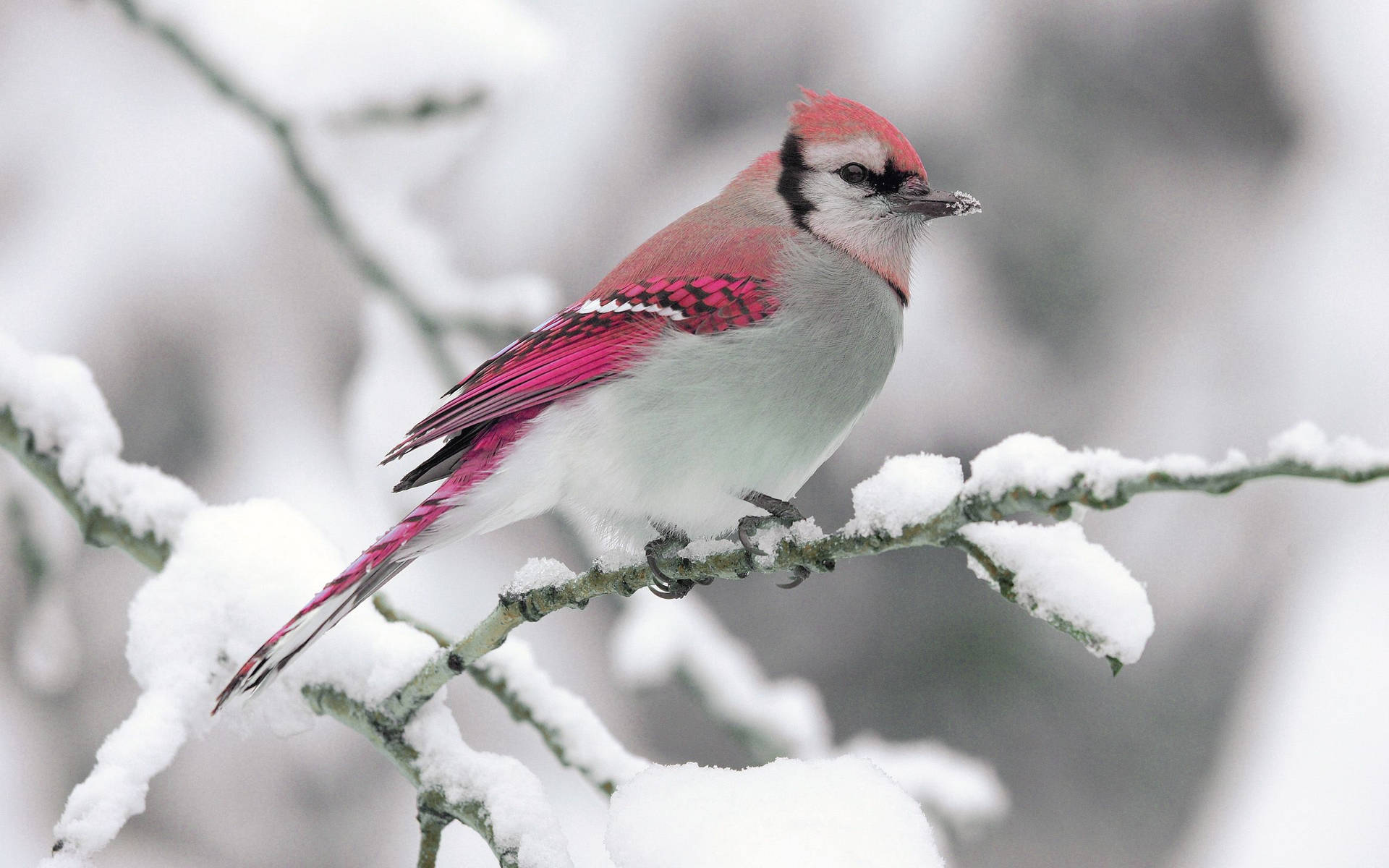 A pink bird enjoys a winter wonderland Wallpaper