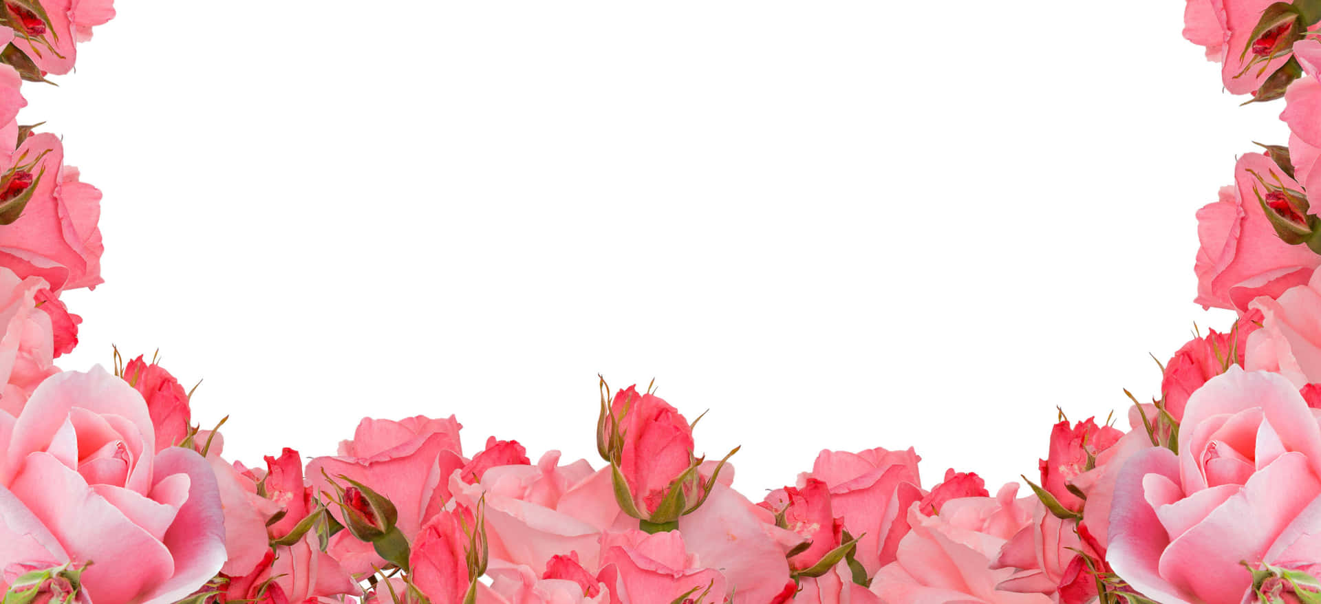 Pink Roses In A Frame With A White Background Wallpaper