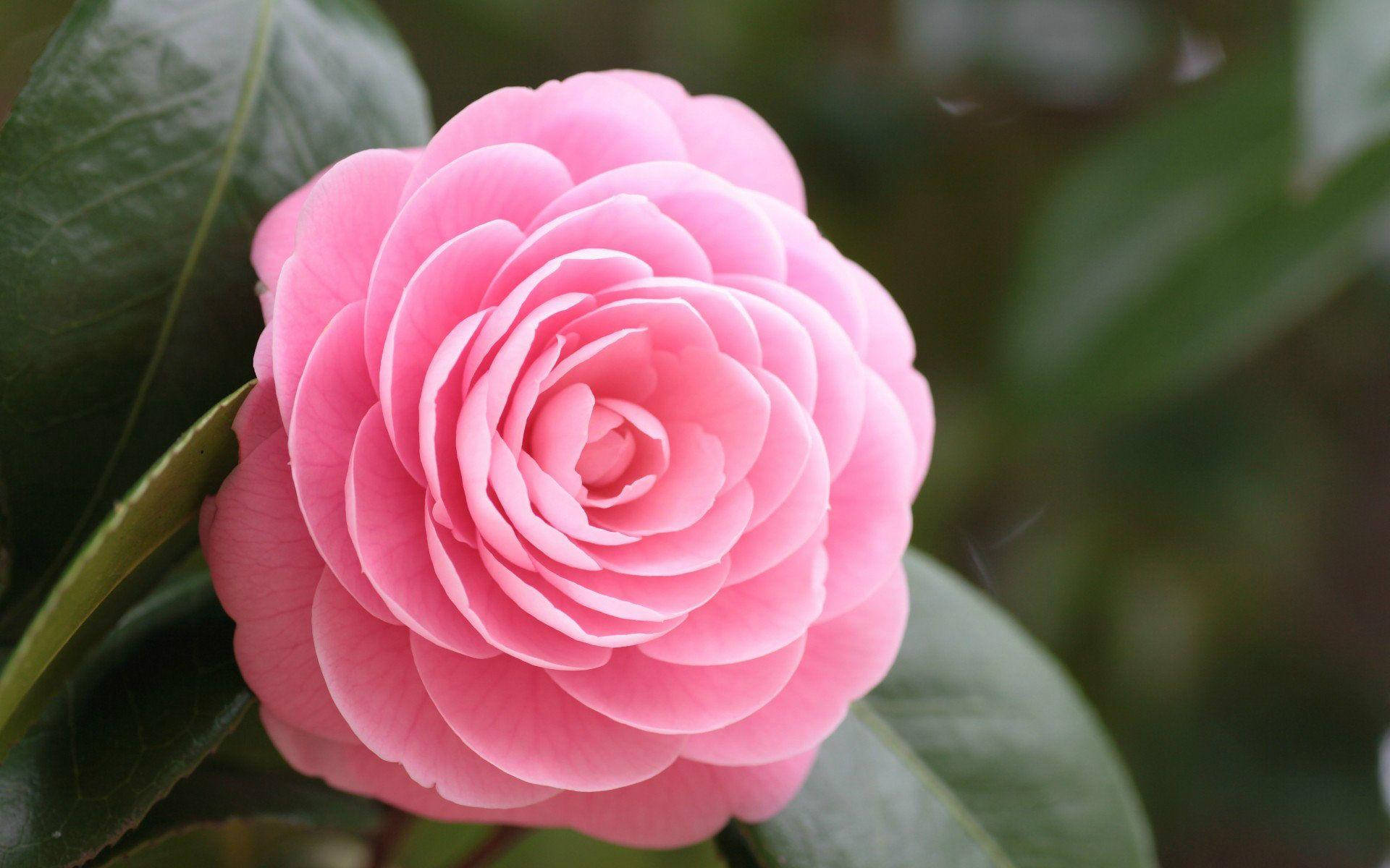Pinkblühende Schöne Rose In Hd Wallpaper