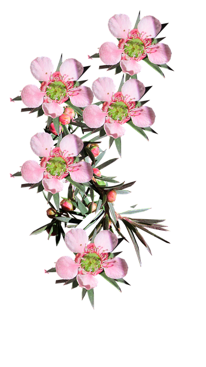 Pink Blooming Branch PNG