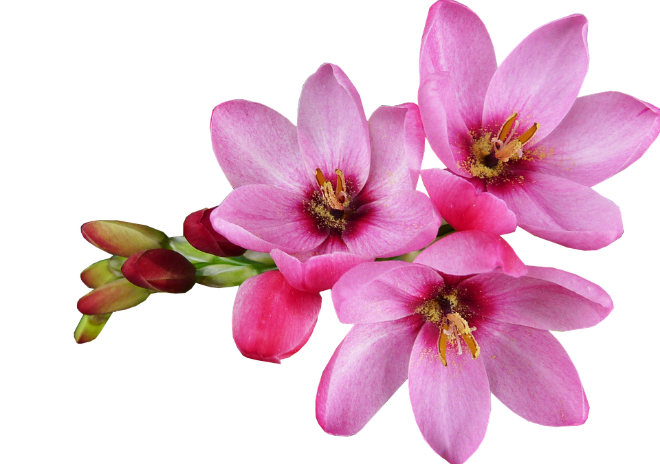 Pink Blooming Flowers Transparent Background PNG