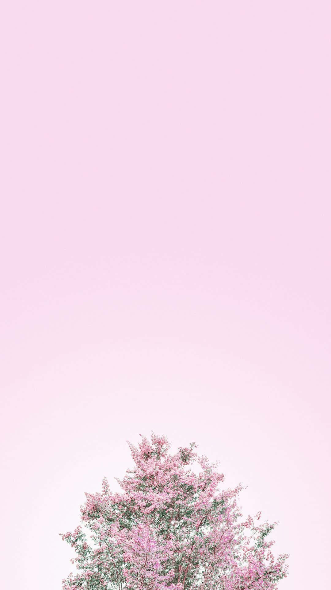 Pink Blossom Against Pastel Sky.jpg Wallpaper