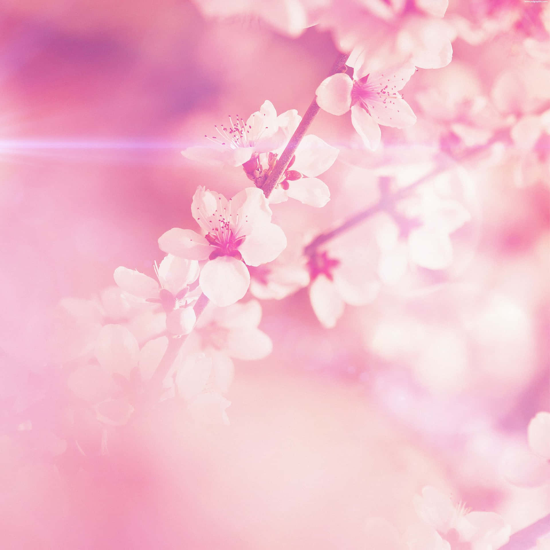 Pink Blossom Bluri Pad Lock Screen Wallpaper