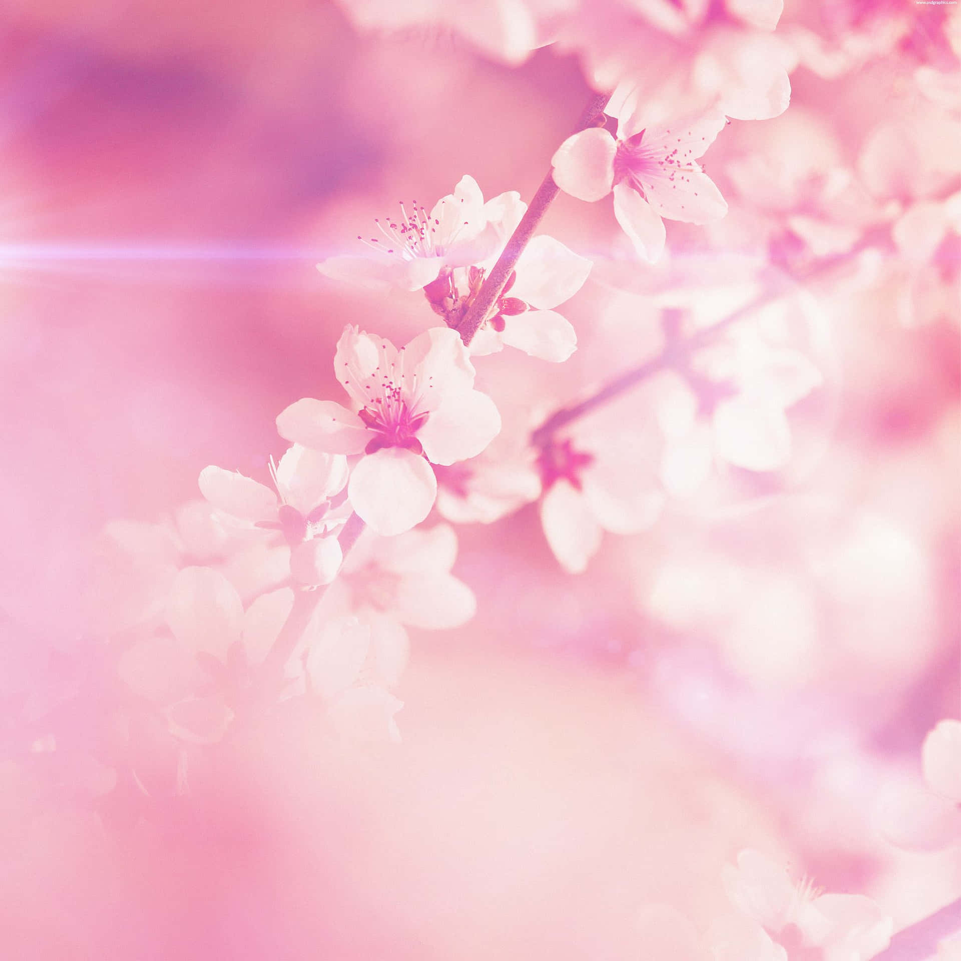 Layar Kunci Blur Bunga Sakura Pink Wallpaper