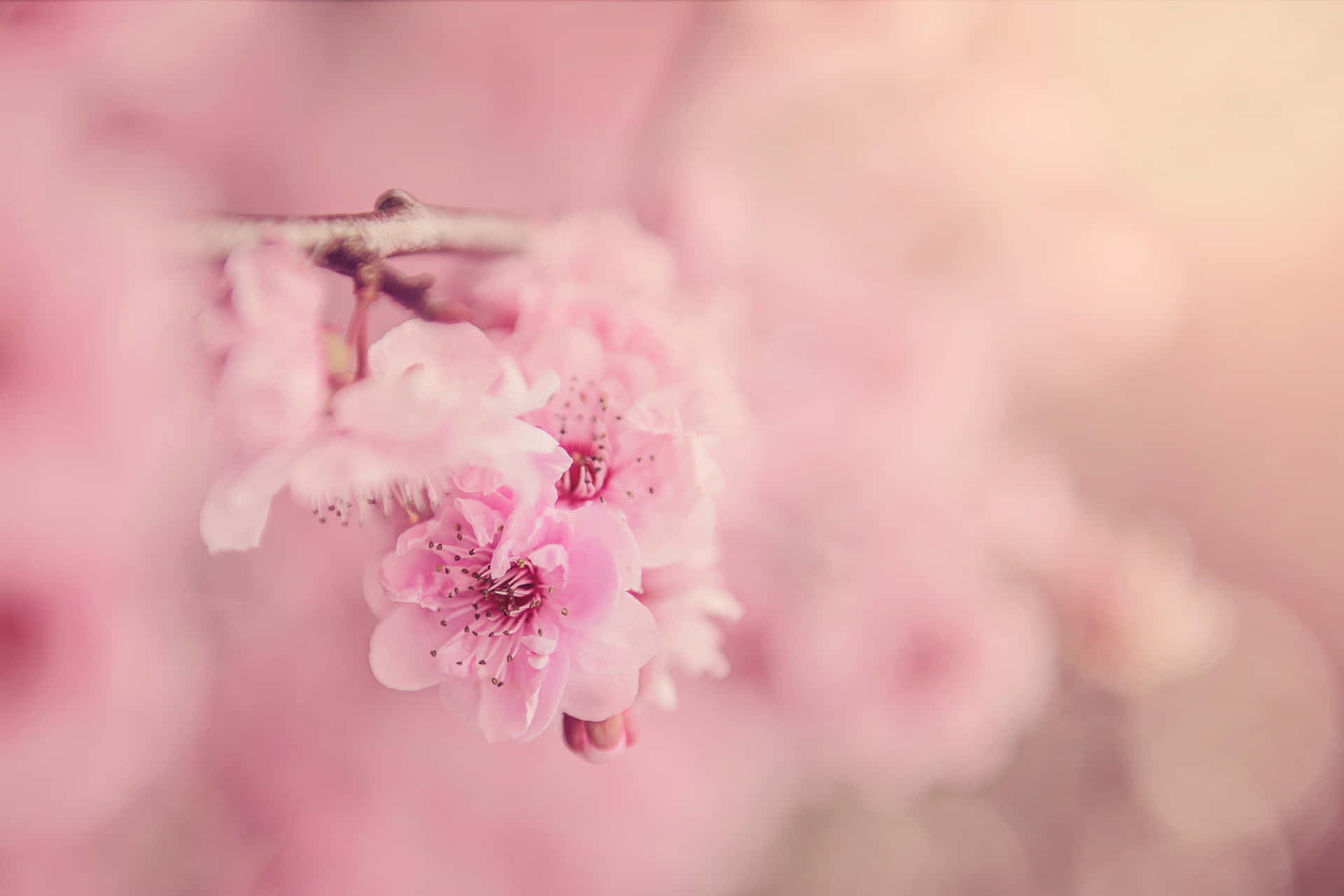 Pink Blossom Flowers Picture