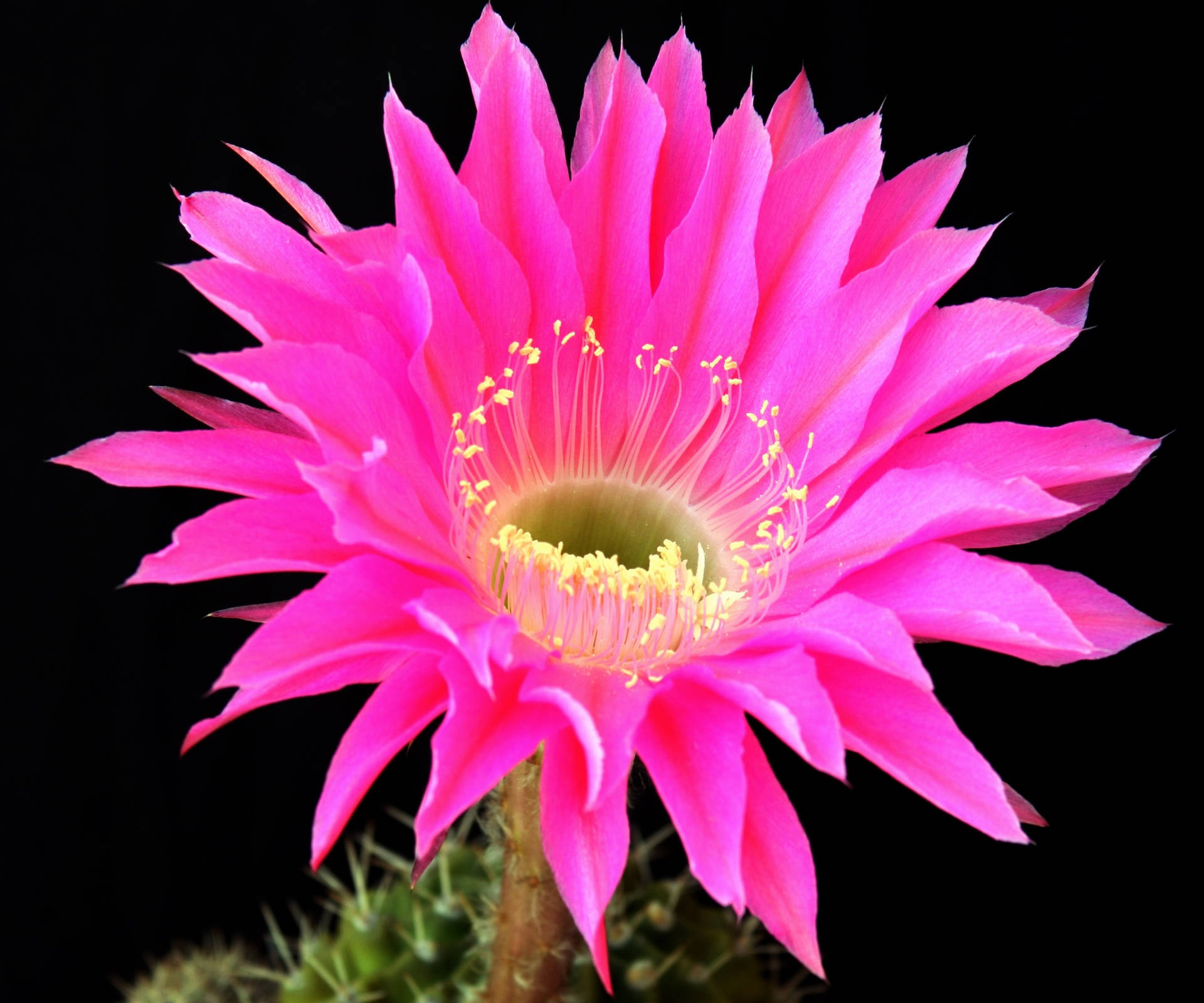 Pink Blossomed Cactus Flower