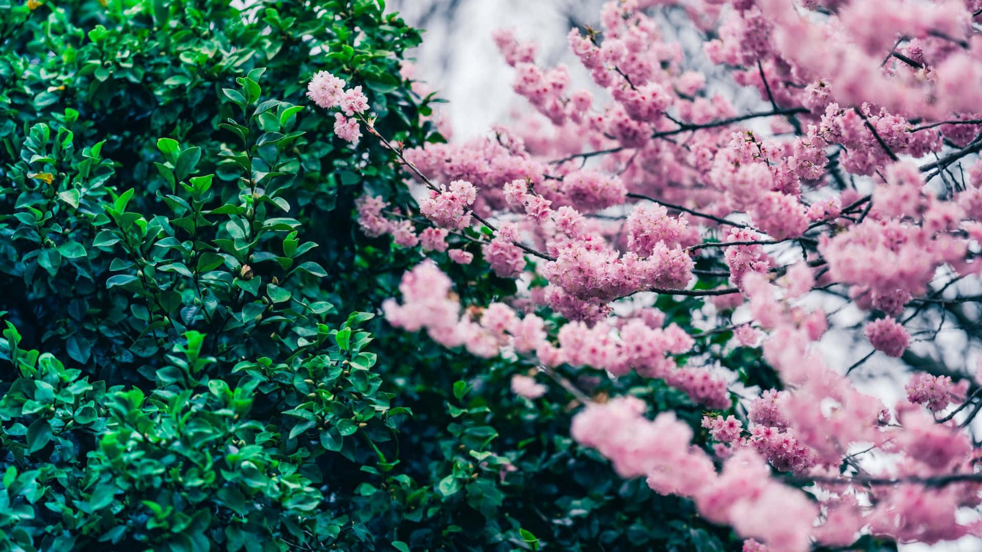 Pink Blossoms And Green Leaves Wallpaper