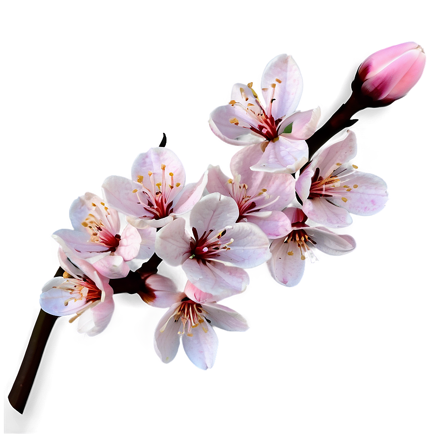 Pink Blossoms Png 54 PNG