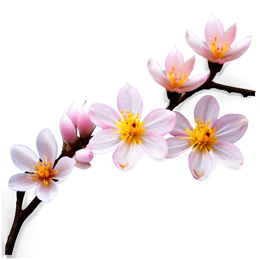 Pink Blossoms Png Tkv PNG