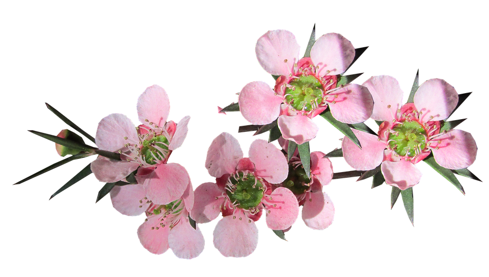 Pink Blossoms Transparent Background PNG