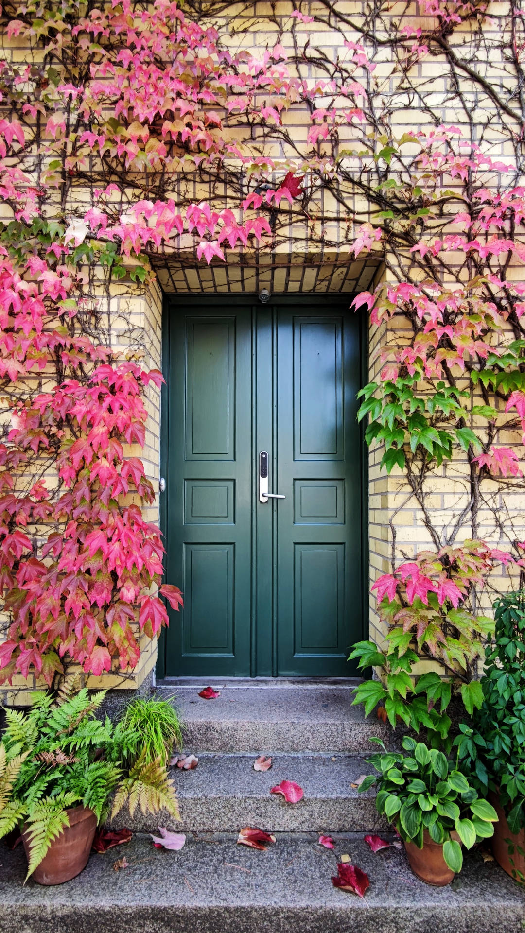 Pink Boston Ivy Vines Wooden Door Wallpaper