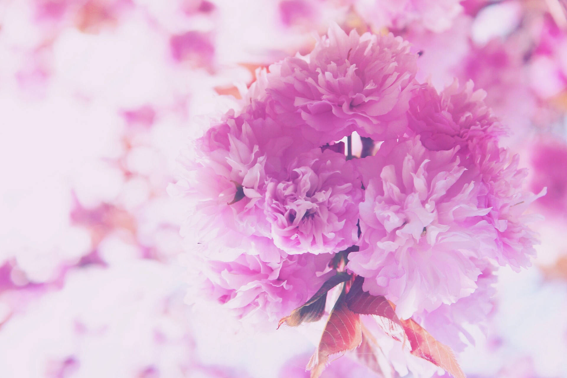 A Delightful Bouquet of Pink Flowers Wallpaper