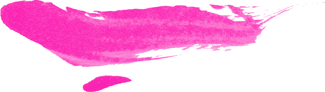 Pink Brush Stroke Vector PNG