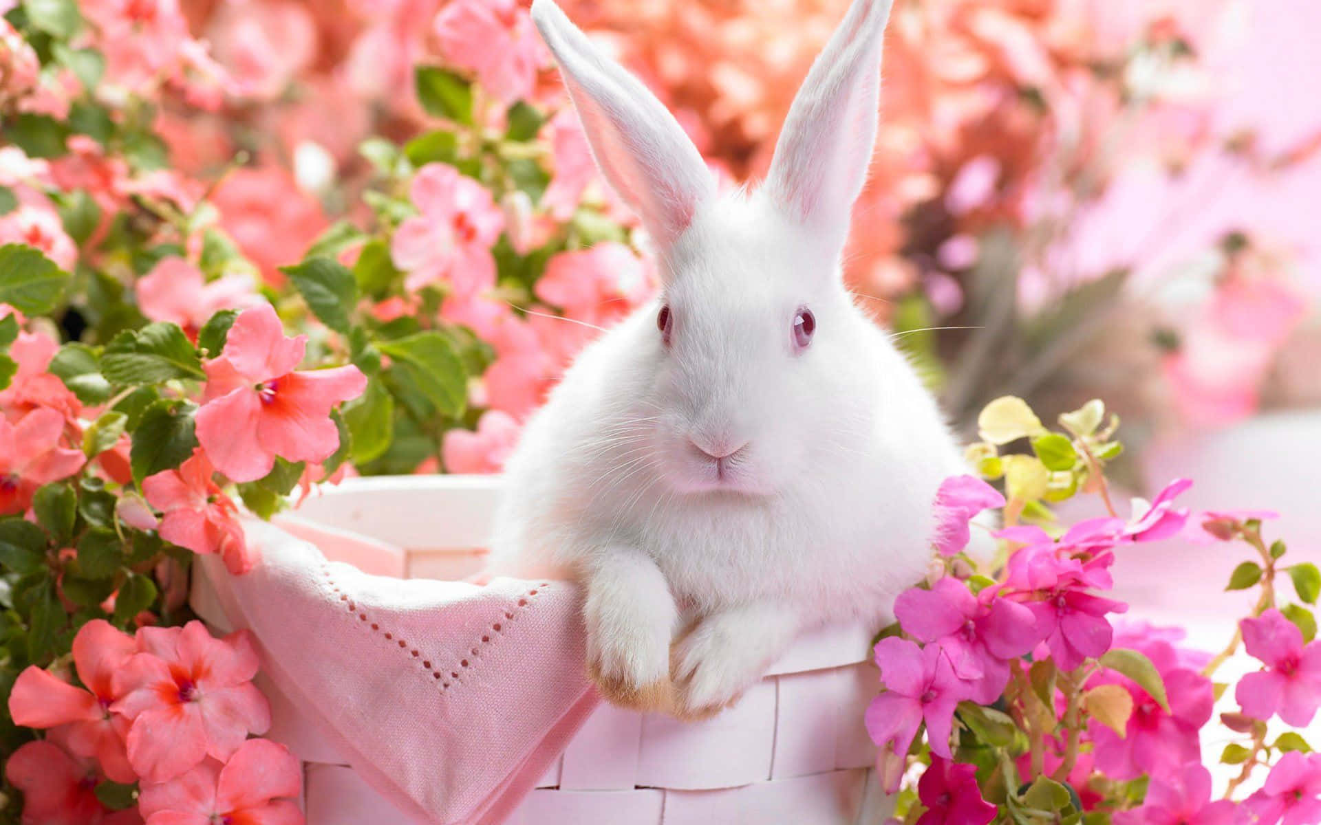Come hop around with this cute pink bunny! Wallpaper