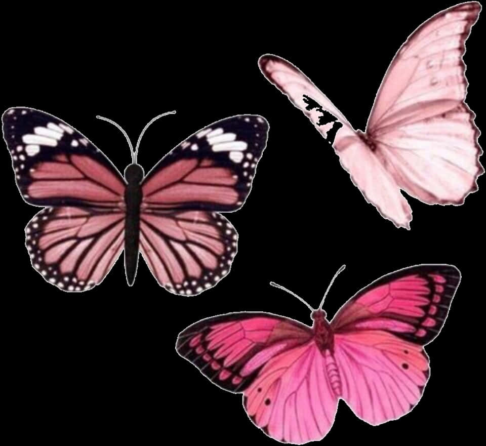 Pink Butterflies Trio PNG
