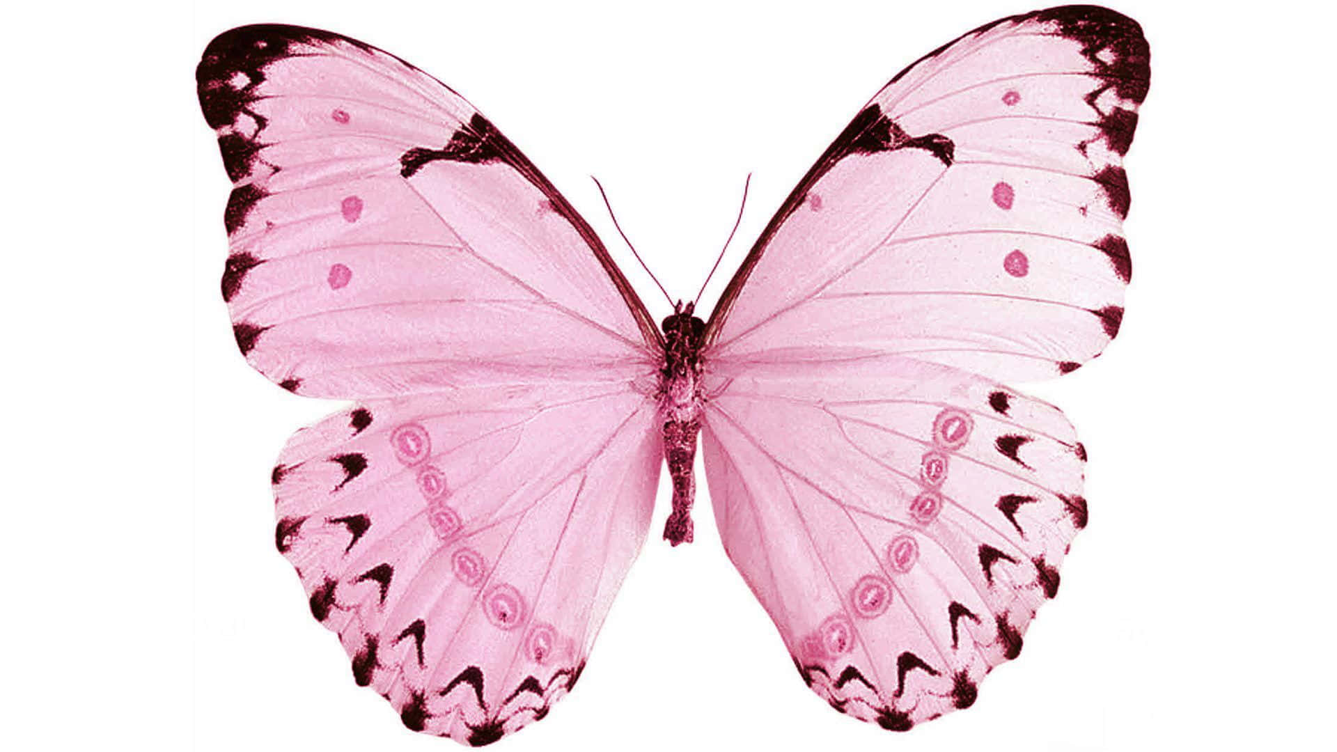 A beautiful pink butterfly perched on a green leaf